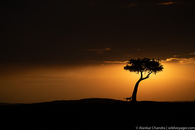 Sunset with a cheetah