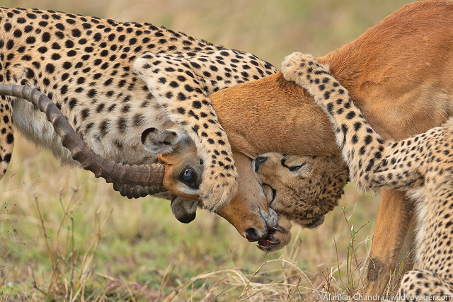 A cheetah finishing a hunt
