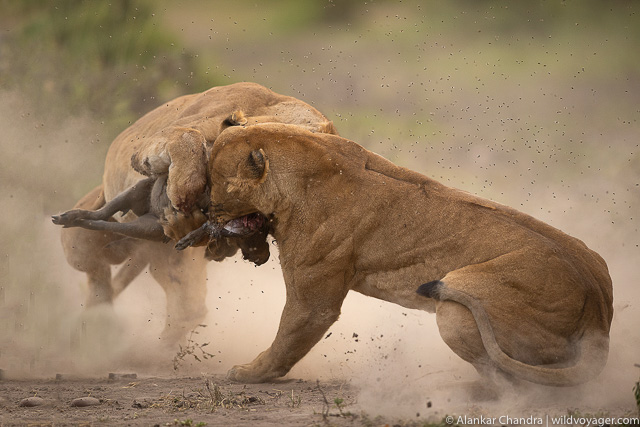 Two Lionesses fighting