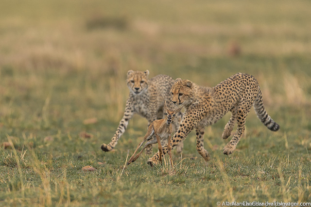 Mock chase by Cheetah cubs