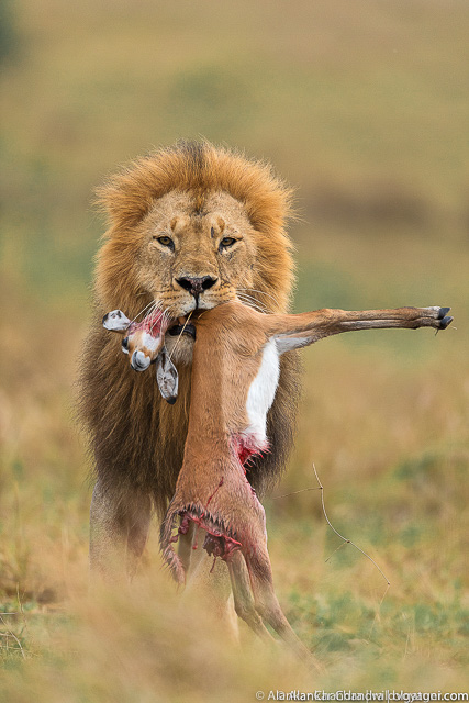 Portrait with natural history moment added in, as the Lion is carrying its kill