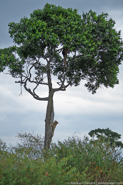 A leopard in its surroundings