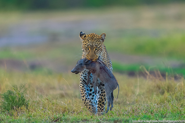 Same thing with a Leopard