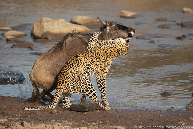 Leopard making a kill is a natural history moment