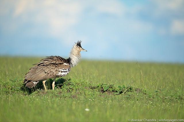A kori bustard in its environment 