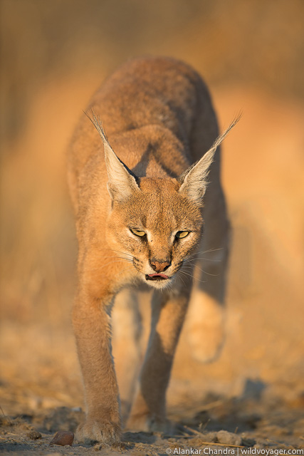 Classic head on portrait made with 600mm prime lens 
