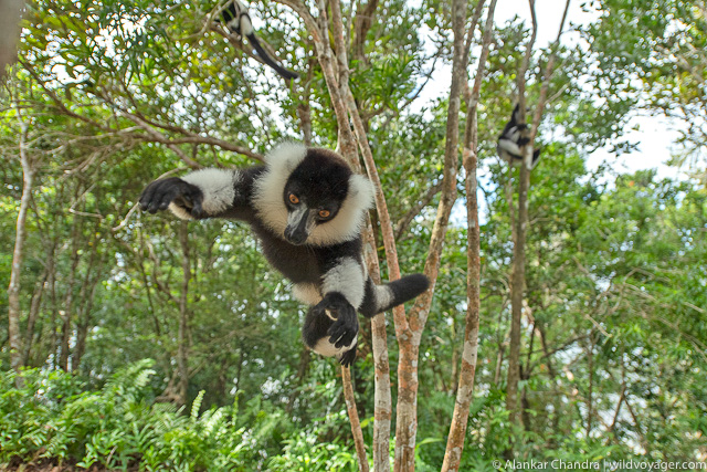 A lemur jumping to the camera