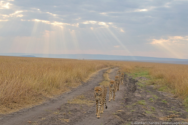 Five cheetahs in their habitat
