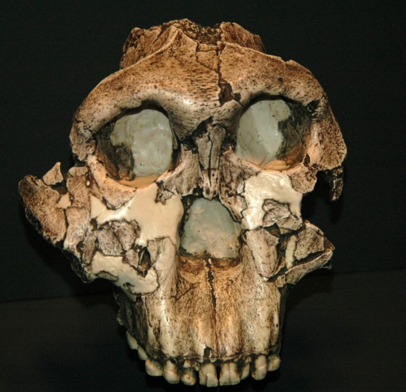 Paranthropus boisei fossil hominid