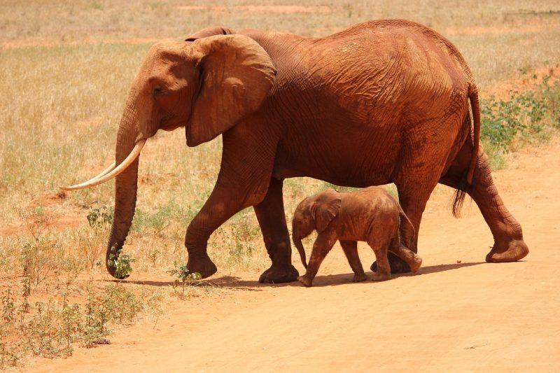 A red elephant and its cub at Tsavo