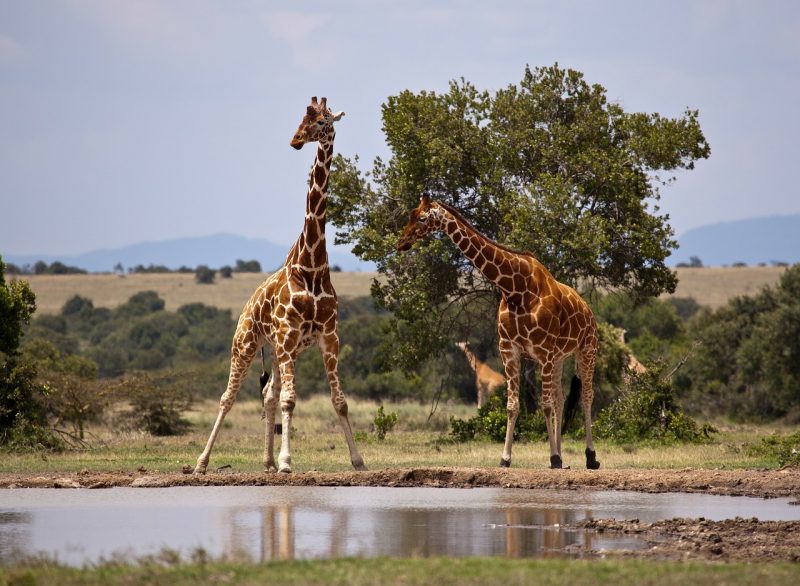 Giraffes near a waterhole in Samburu