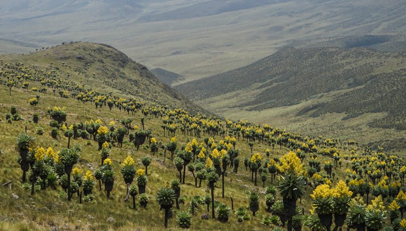Aberdare National Park