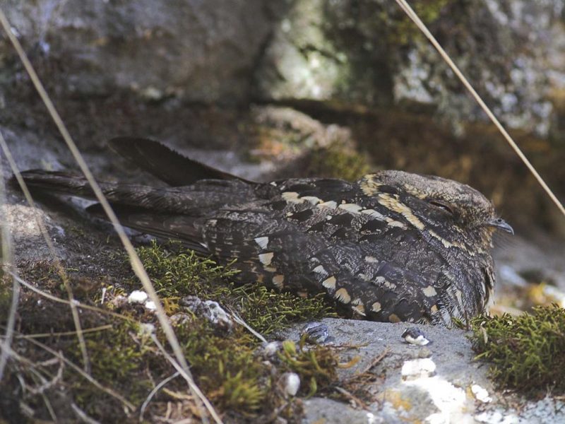 An Abyssinian nightjar