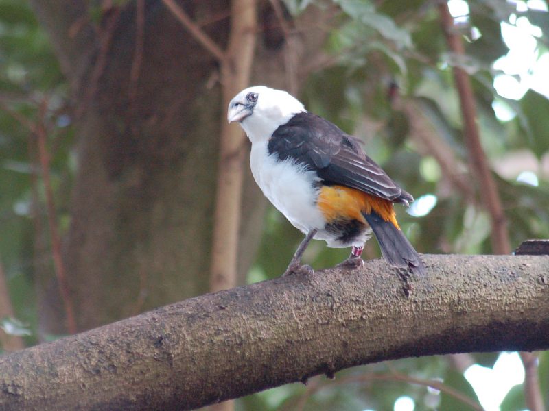 A white-headed buffalo weaver