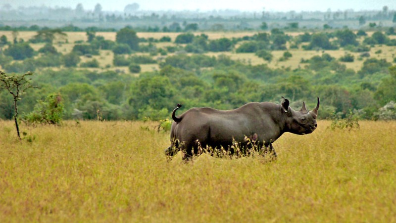 A rhino sighting in Ol Pejeta Conservancy