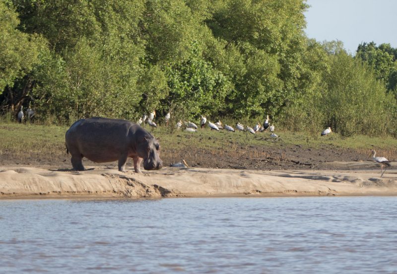 Yellow-billed storks accompany a hippo at Saadani National Park