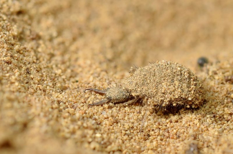 An antlion awaits its prey
