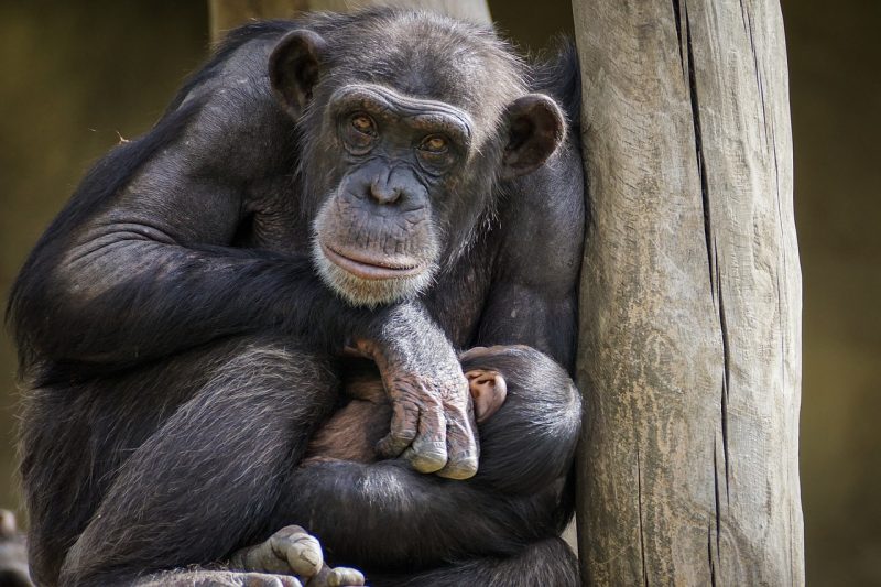 A chimpanzee with her infant