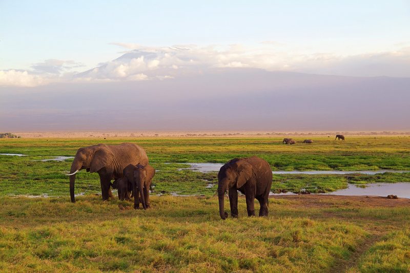 African bush elephants observed during a game drive