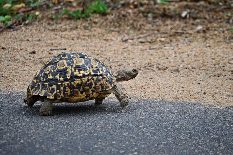 A leopard tortoise