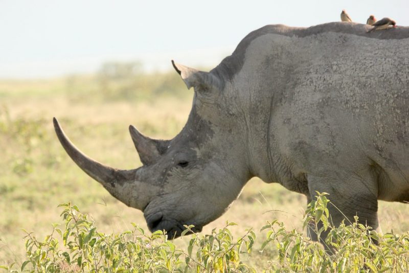 A Black rhino grazes peacefully