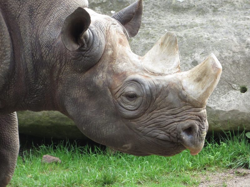 A black rhino in the wild
