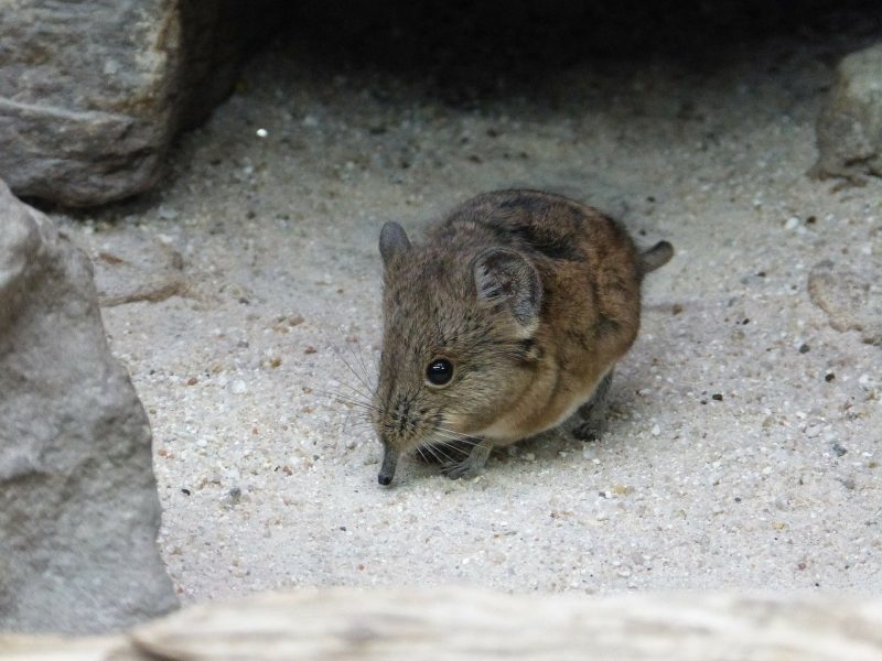 A short-eared elephant shrew