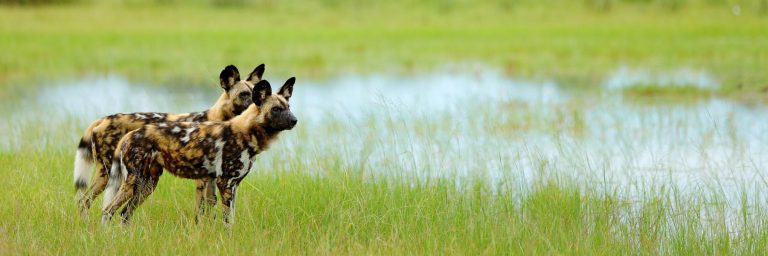 wild dogs in africa