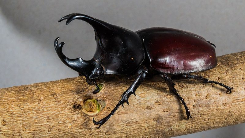 A male rhino beetle