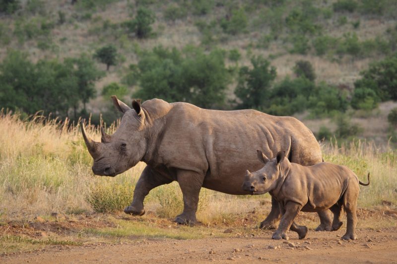 A white rhino with her calf