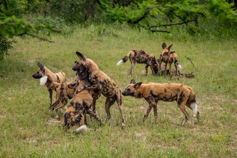 Wild dogs play around with each other