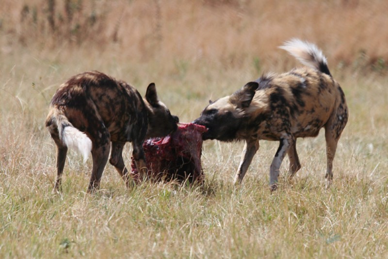 Wild dogs enjoying their meal