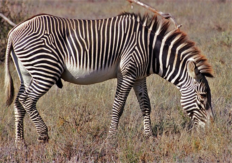 A Grevy's Zebra