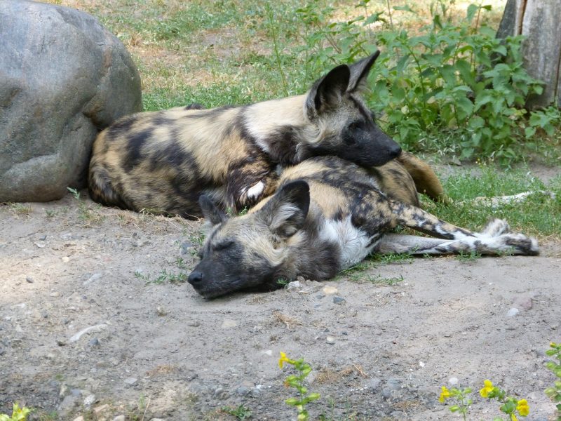 Wild dogs resting