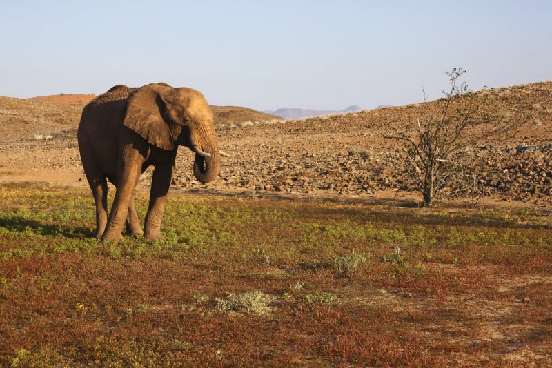 A desert elephant in Damaraland