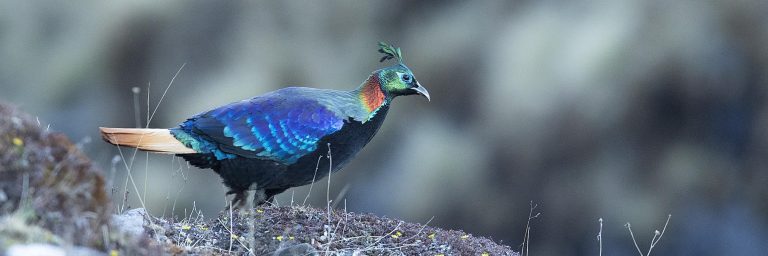 birds of india