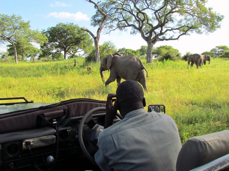 A ranger observes an elephant at Djuma Game Reserve, South Africa