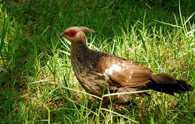 Cheer Pheasant or Wallich's pheasant