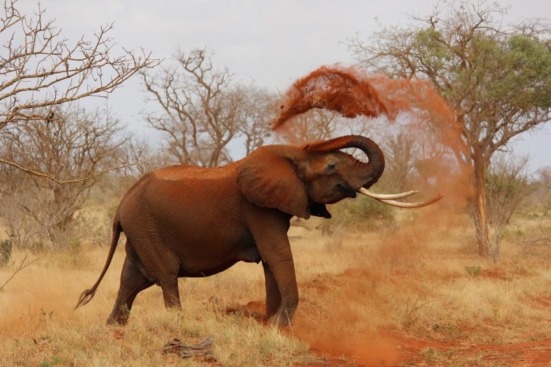 An elephant in Tarangire National Park