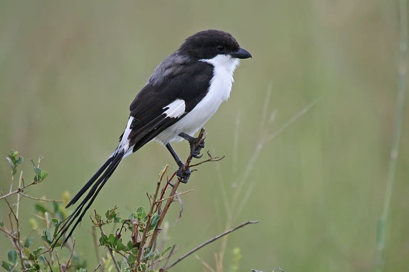 A long-tailed fiscal