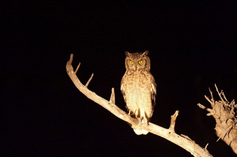 A great horned owl spotted in Pilanesberg Game Reserve, South Africa