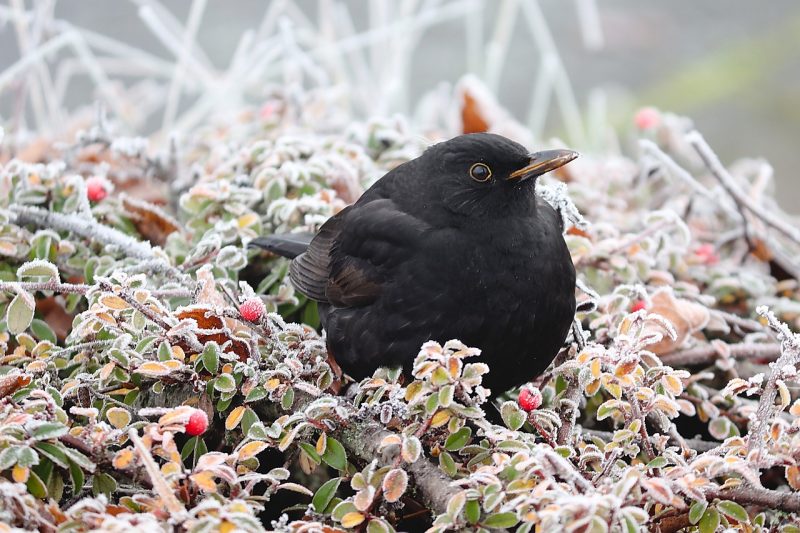 A common blackbird