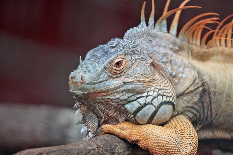 An iguana in the wild