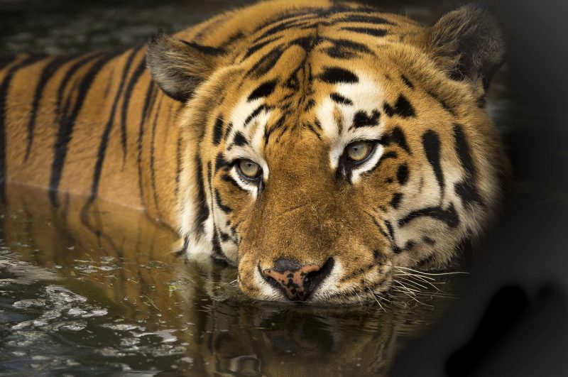 A close-up of a Bengal tiger