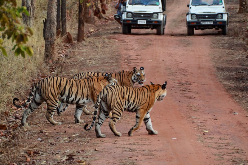 Tiger safari in India