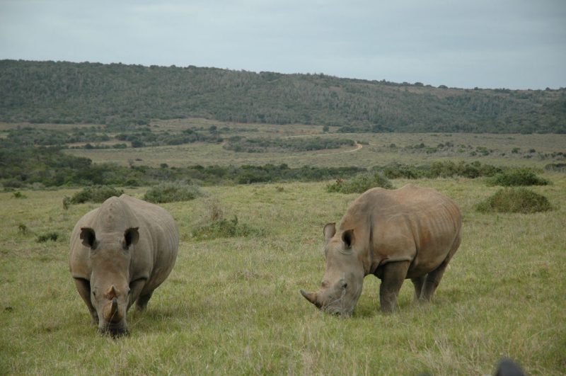 A pair of rare white rhinoceros at Garamba National Park