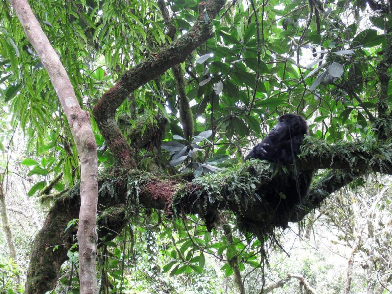 A mountain gorilla spotted in Kahuzi Biega National Park