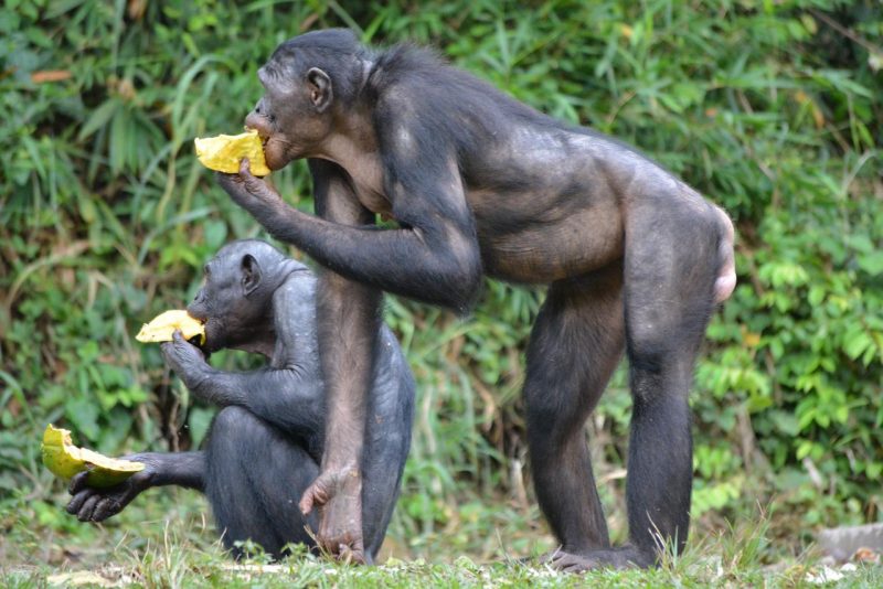 Bonobos at Lola Ya Bonobo