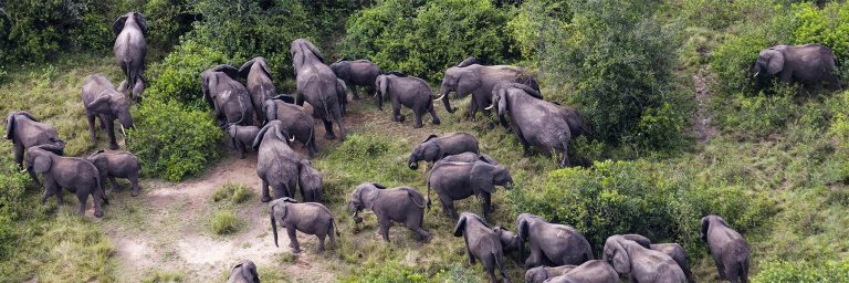 Congo wildlife safaris