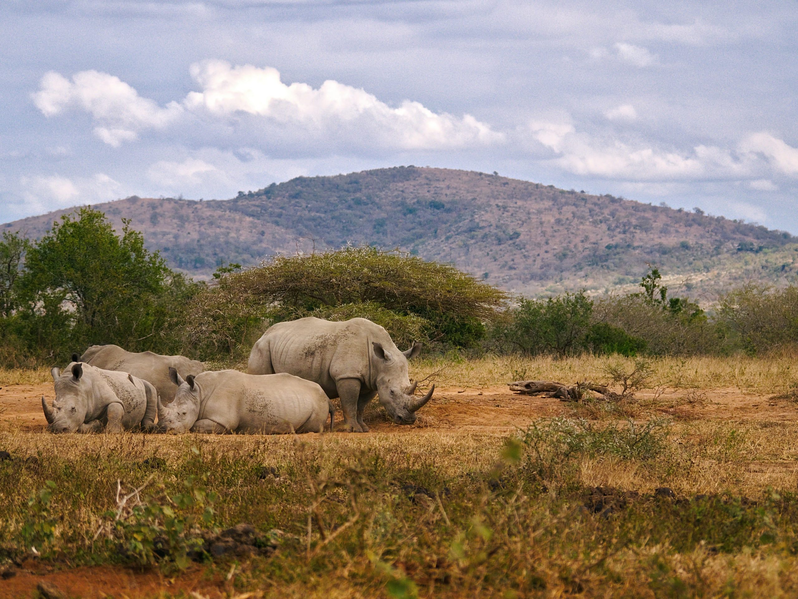 African Safari & Beach Holidays – Come Close To Wildlife & Nature